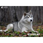 Отзывы людей о Хаски