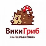 Отзывы людей о WikiGrib.ru