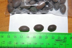луковицы с алиэкспресс
